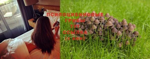 PSILOCYBIN Горнозаводск